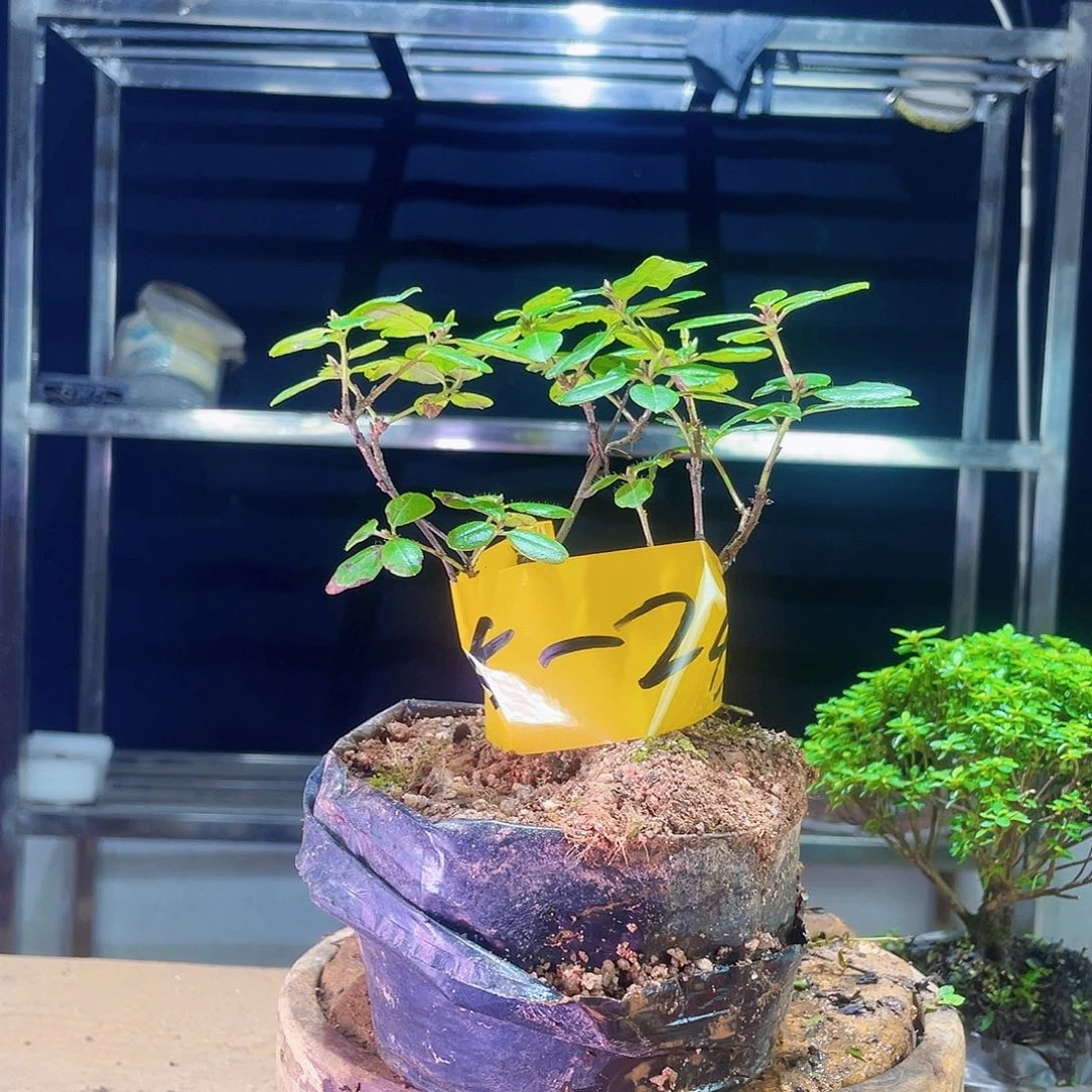 用****8我是不是该打个