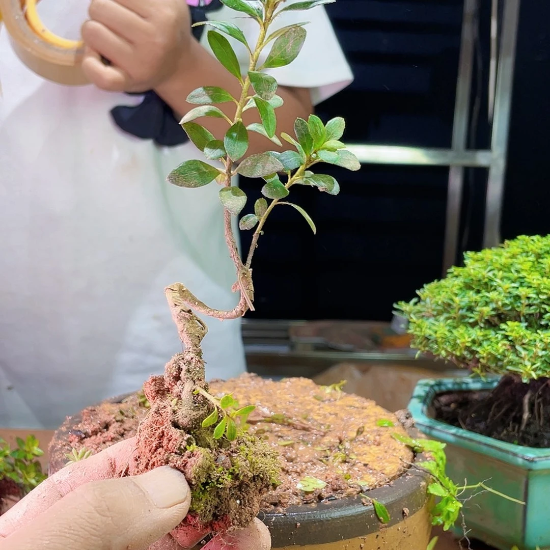 南*行你是不是也是我们自己