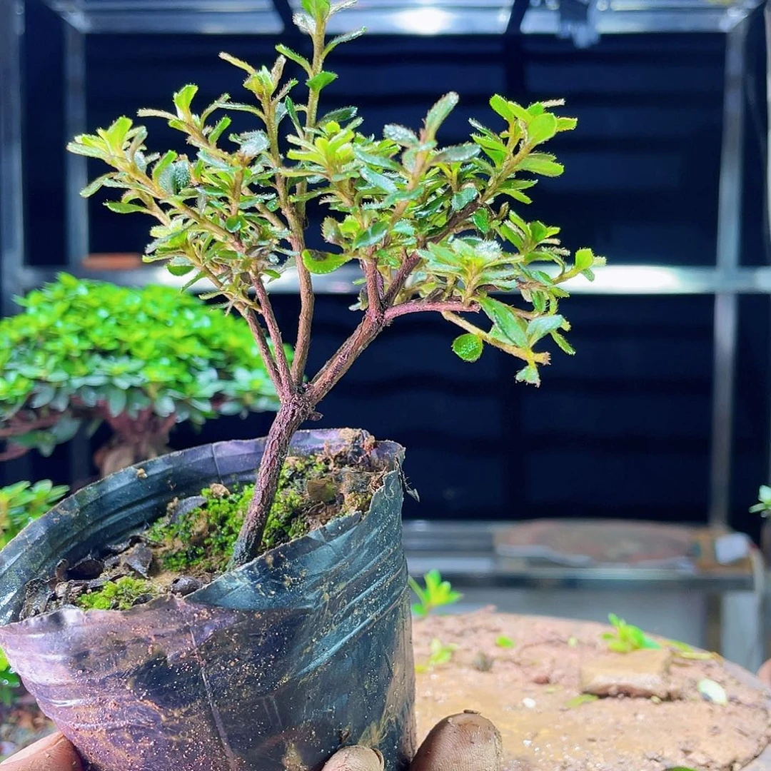 ་**。你是谁了呢。你是不是也