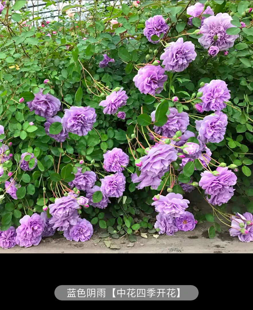 （蓝色阴雨）爬藤月季花墙阳台垂吊