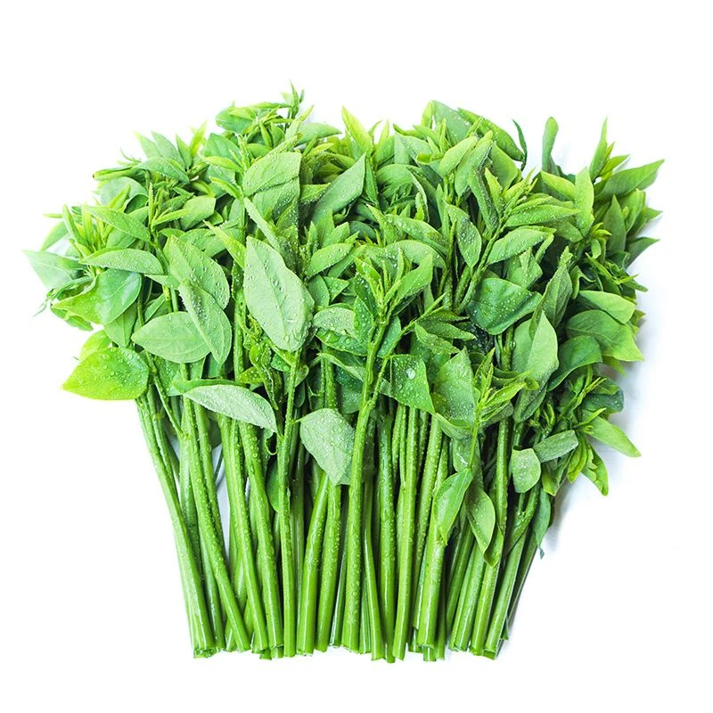 新鲜树仔菜新鲜现摘天绿香益肝菜农家食用野生菜广东产地直销顺丰