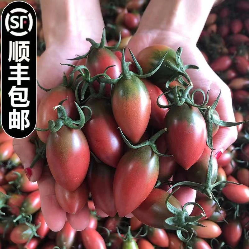 紫弹头迷彩小番茄圣女果新鲜小西红柿当季孕妇水果沙拉包邮
