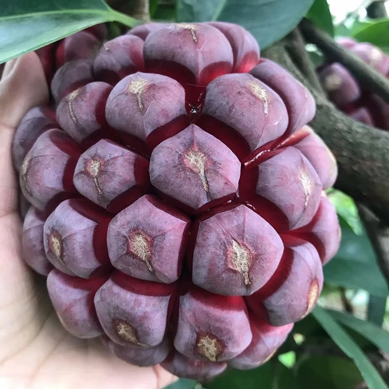 新鲜老虎大血藤果布福娜酒饭团当季稀有血藤果黑老虎水果恶魔果实