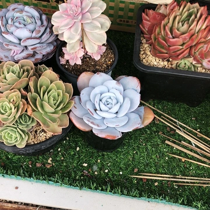 初十级奖励多肉植物