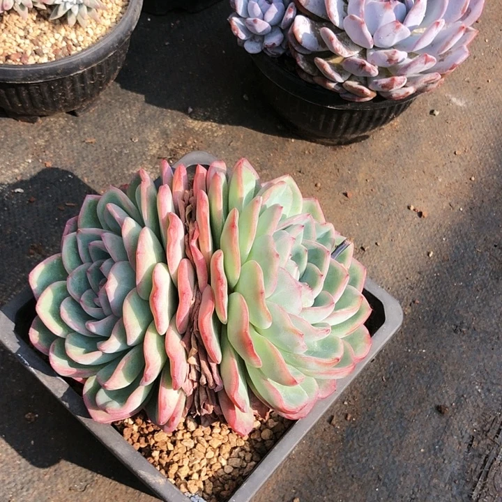 粉泡芙大多肉植物