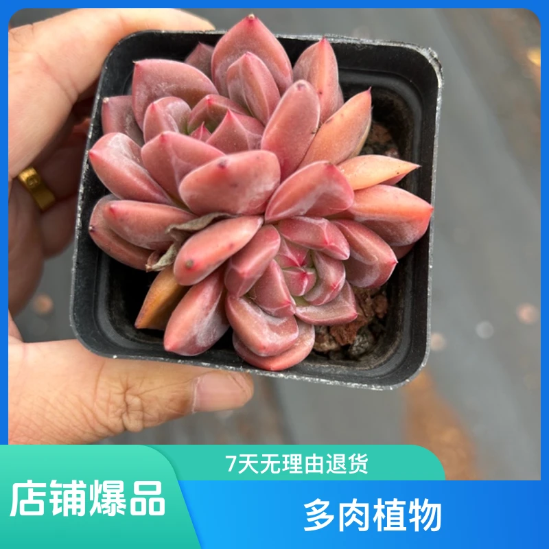 Q橙双头多肉植物