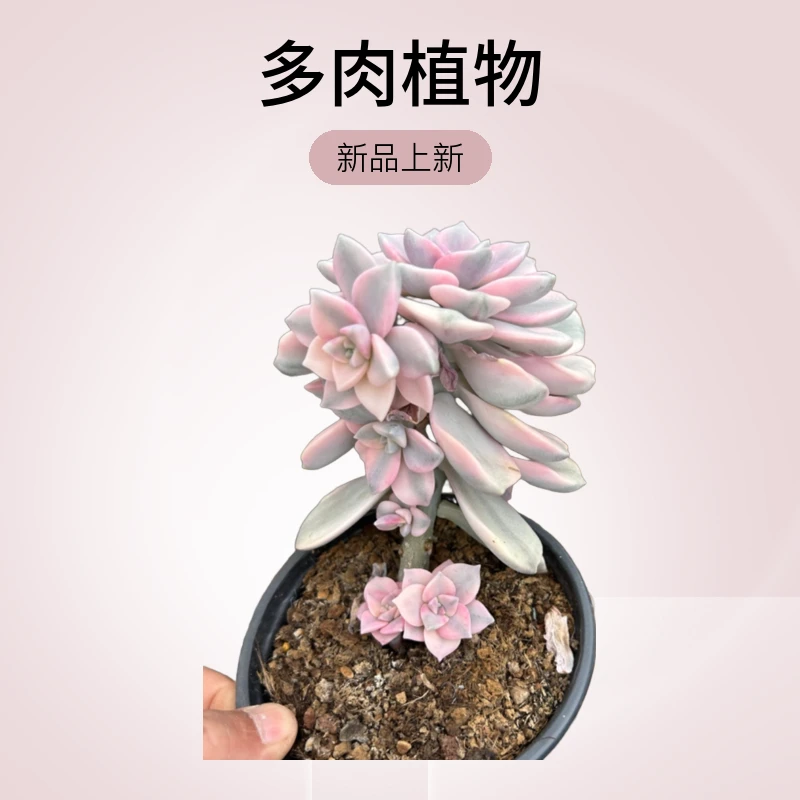 紫乐锦自然群多肉植物