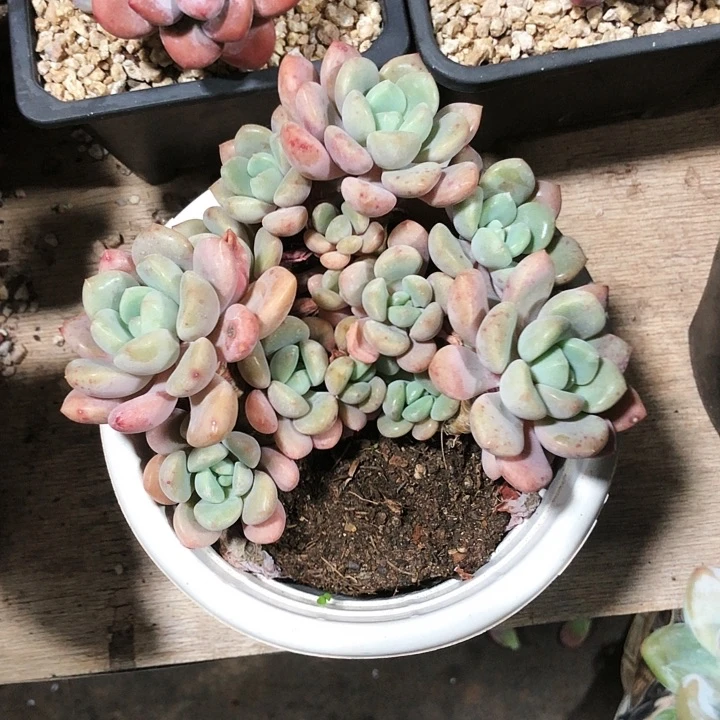 白鹭老桩多肉植物