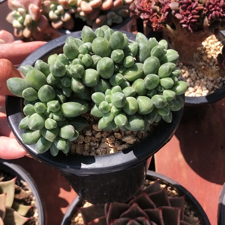 千代田缀化多肉植物