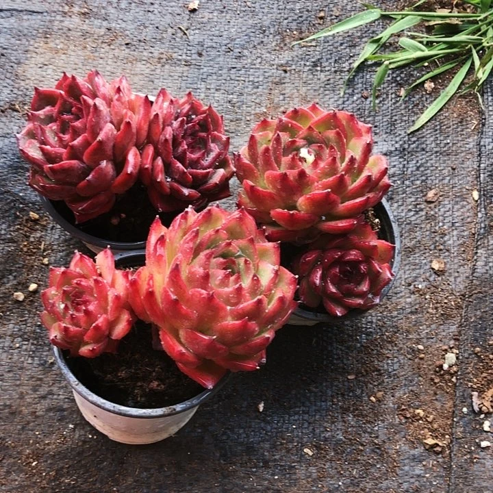 红龙老桩多肉植物