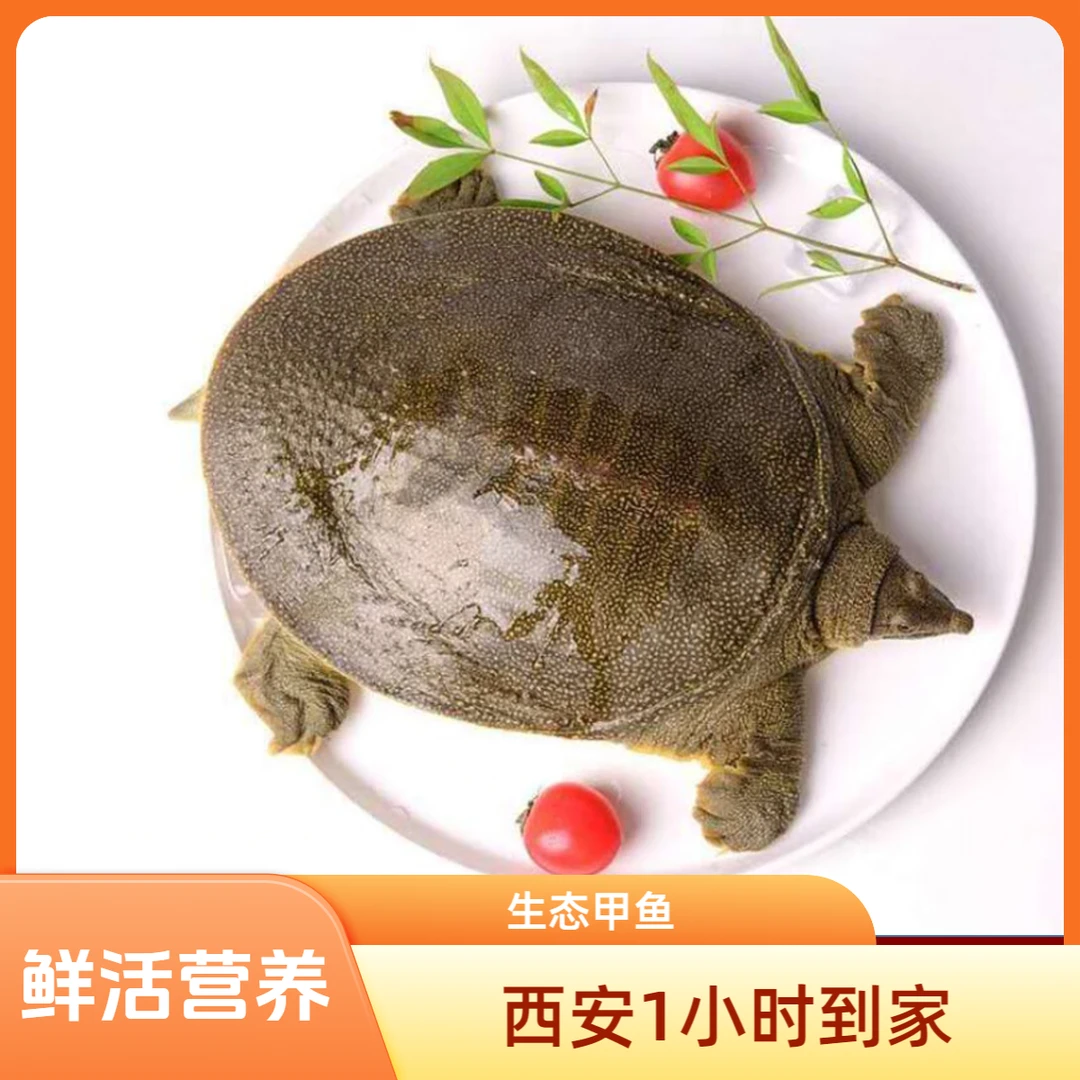 【鲜活甲鱼★西安1小时到家】鲜活营养甲鱼1.5左右  方欣大美水产