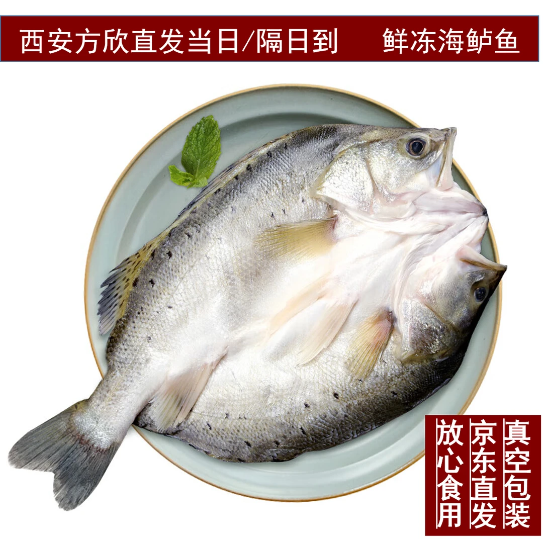 【鲜冻海鲈鱼★方欣海鲜直发】冰鲜鲈鱼速冻去鳃去鳞去脏一条500g3条