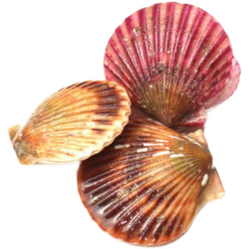 【鲜活小红贝★西安1小时到家】带壳鲜活小红贝烧烤蒜蓉粉丝贝2斤