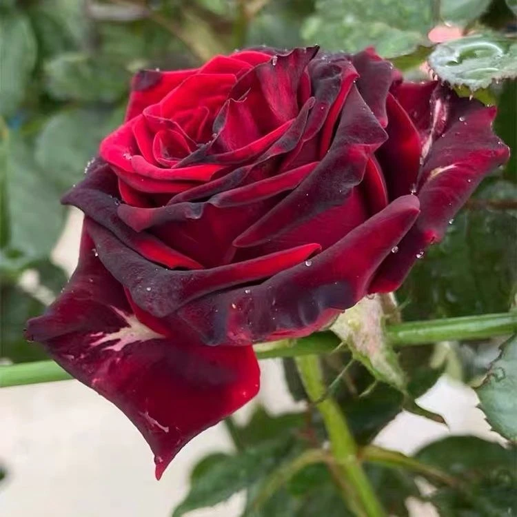 黑金 暗红色大花切花月季玫瑰酒杯状灌木庭院阳台月季