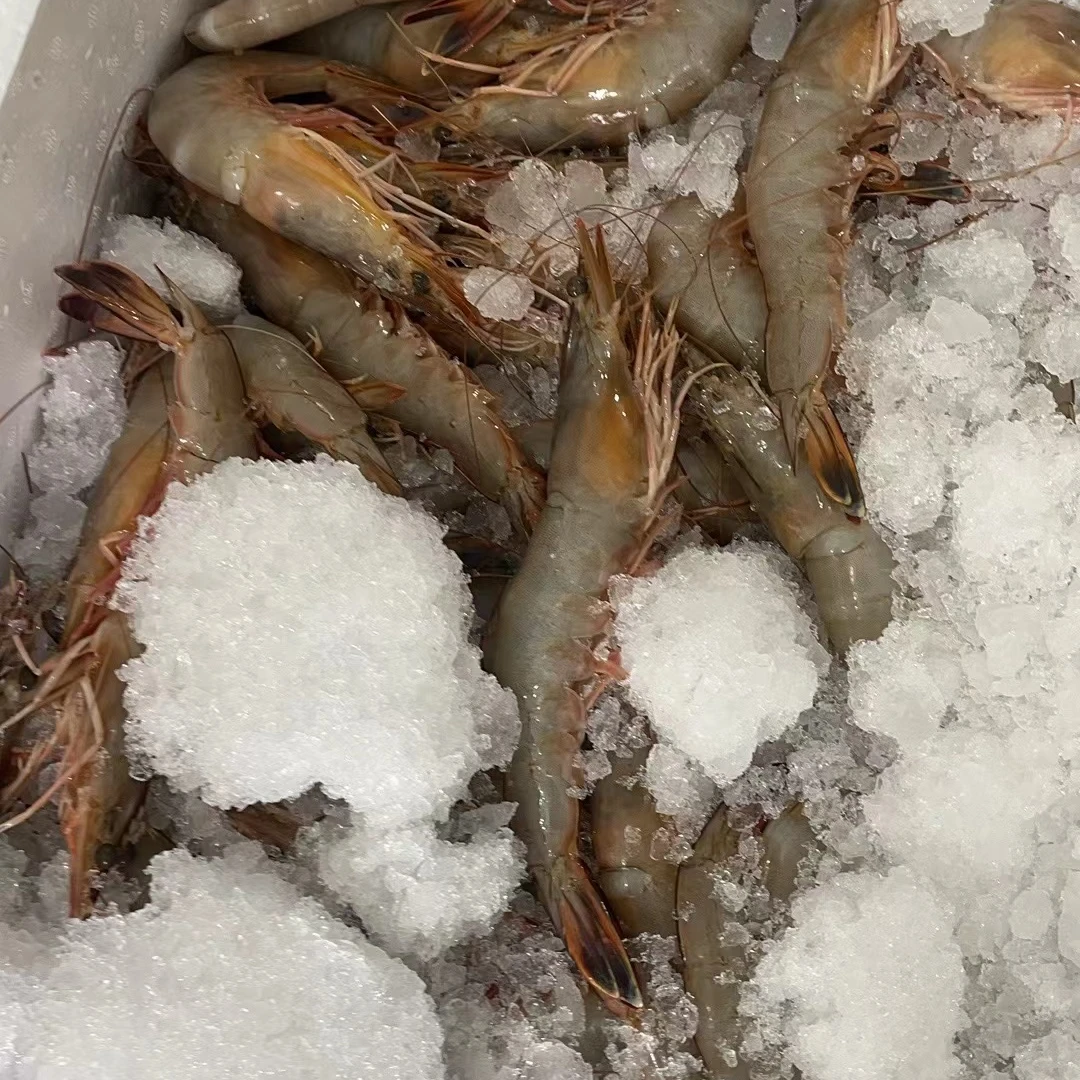 渤海湾野生海捕残对虾掉头，脱皮（介意勿拍）