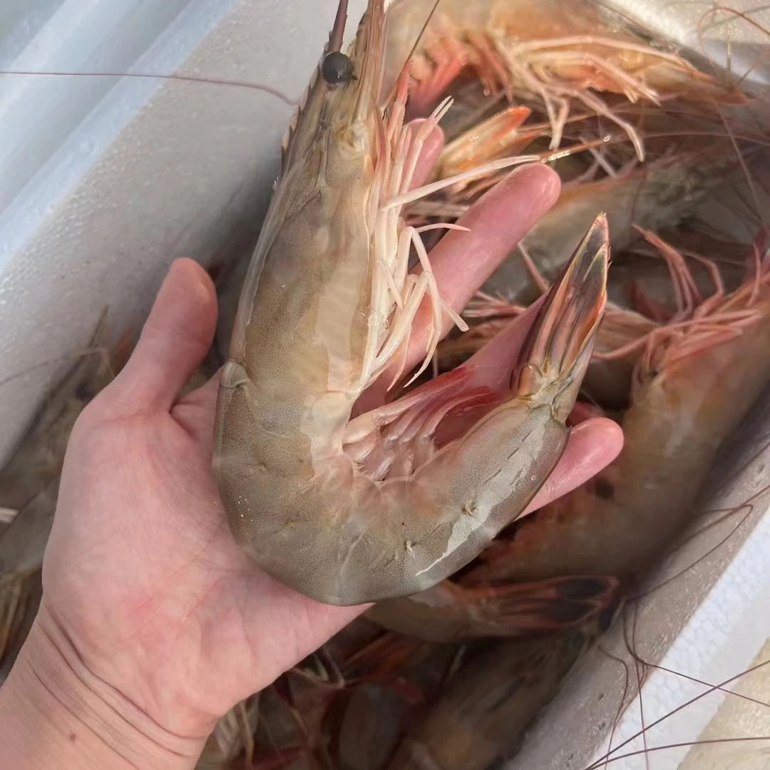 山东威海渤海湾野生海捕对虾山东威海顺丰包邮到家（速冻好发货）