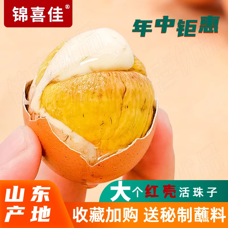 锦喜佳活珠子大个红壳香辣味真空包装孵化13天毛鸡蛋钢化蛋毛蛋