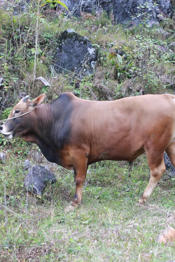 5号- 牛肉直播间称重改价 广西靖西土黄牛肉 4斤起拍 顺丰包邮