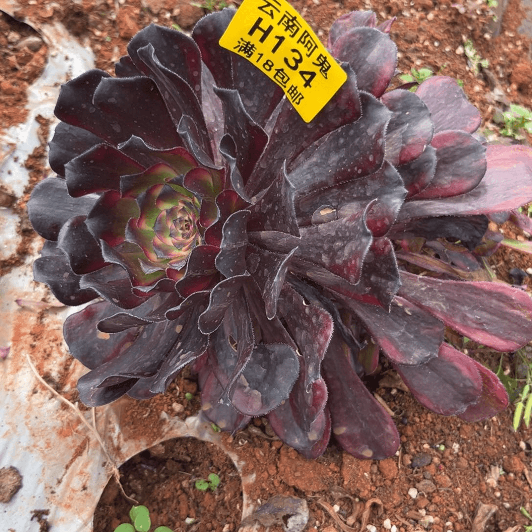 红金刚134多肉植物