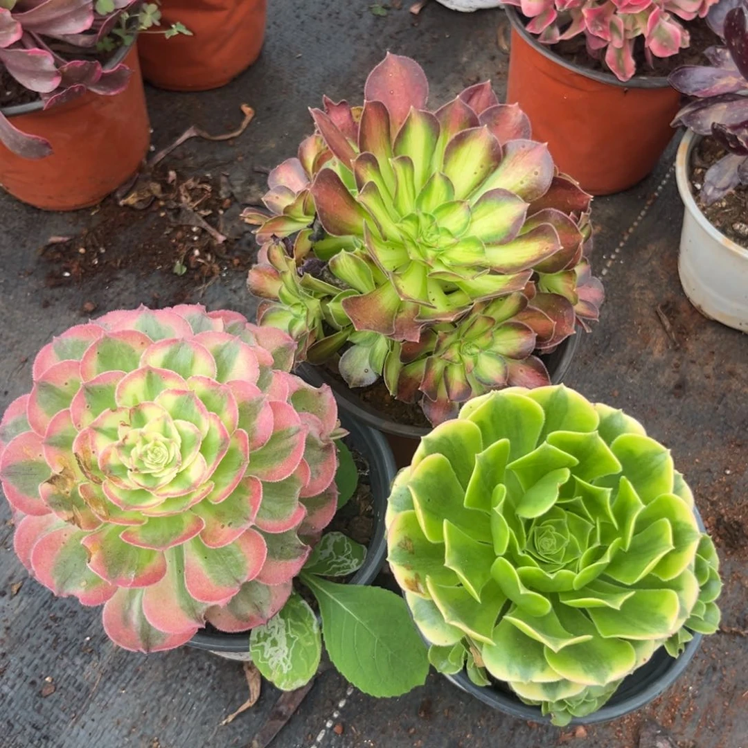 金丝翡翠韶华玉资多肉植物