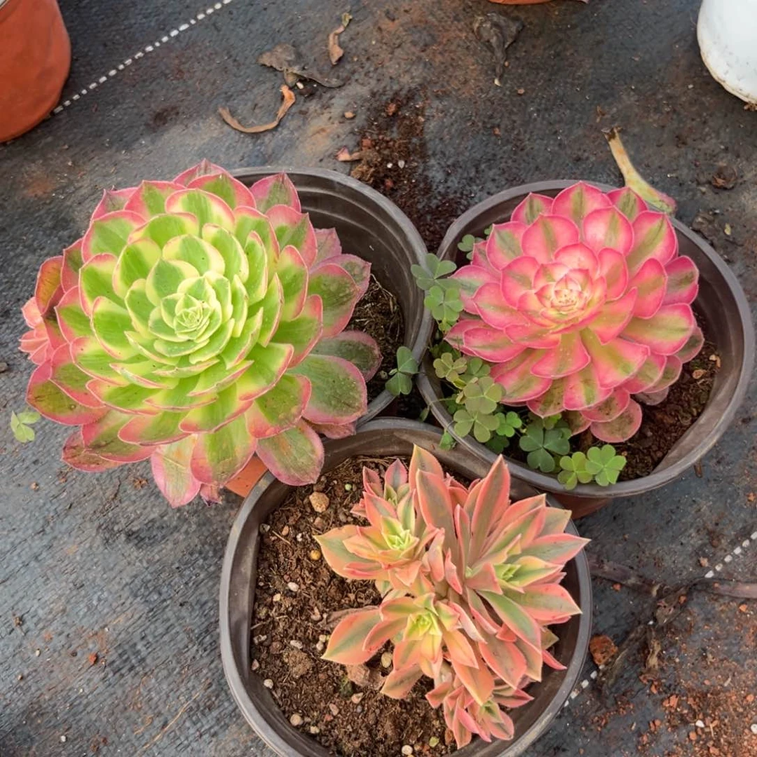 荔枝海王枫叶多肉植物