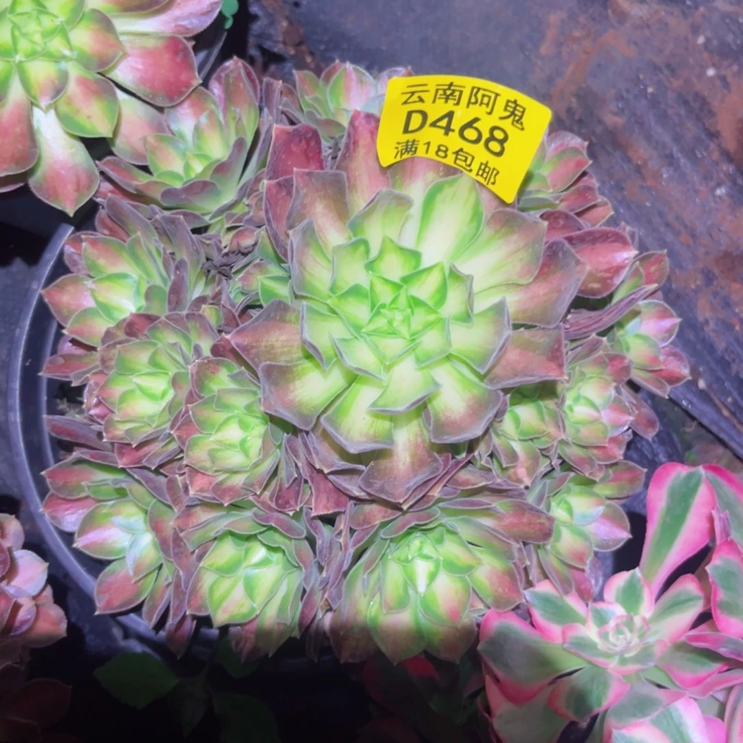 韶华468多肉植物