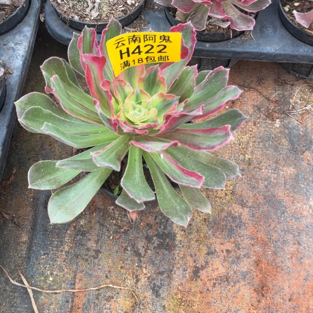 女巫拉丝彩422多肉植物不包断枝