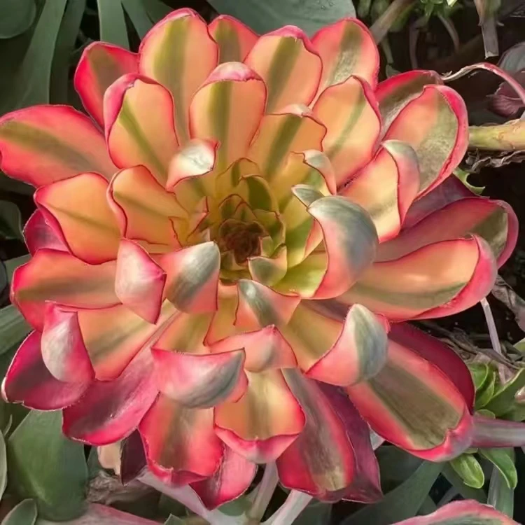 1006花火园艺多肉法师锦