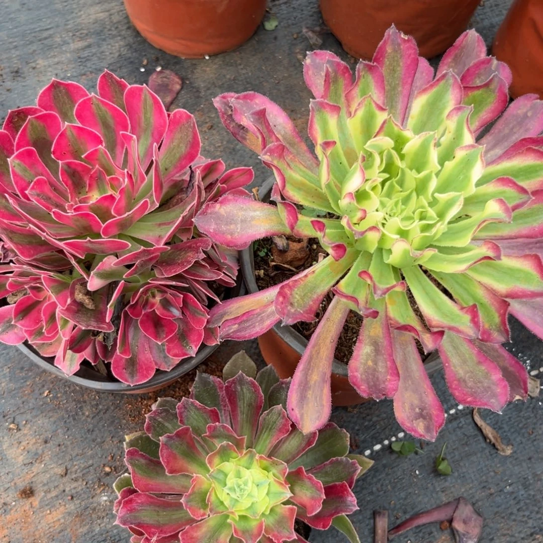 女巫仙墨女巫拉丝彩单头多肉植物