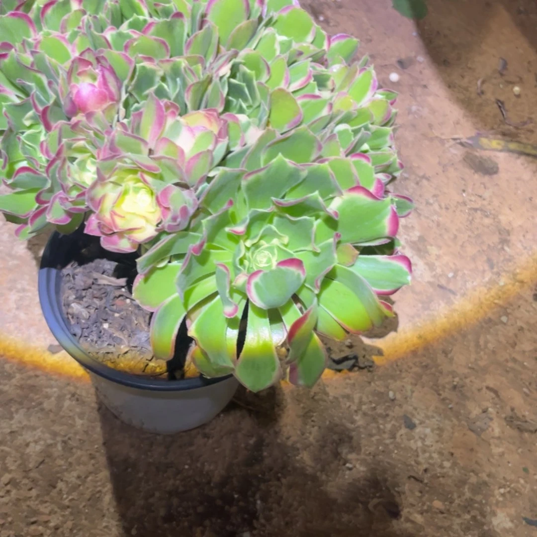 雨花石量拍多肉植物