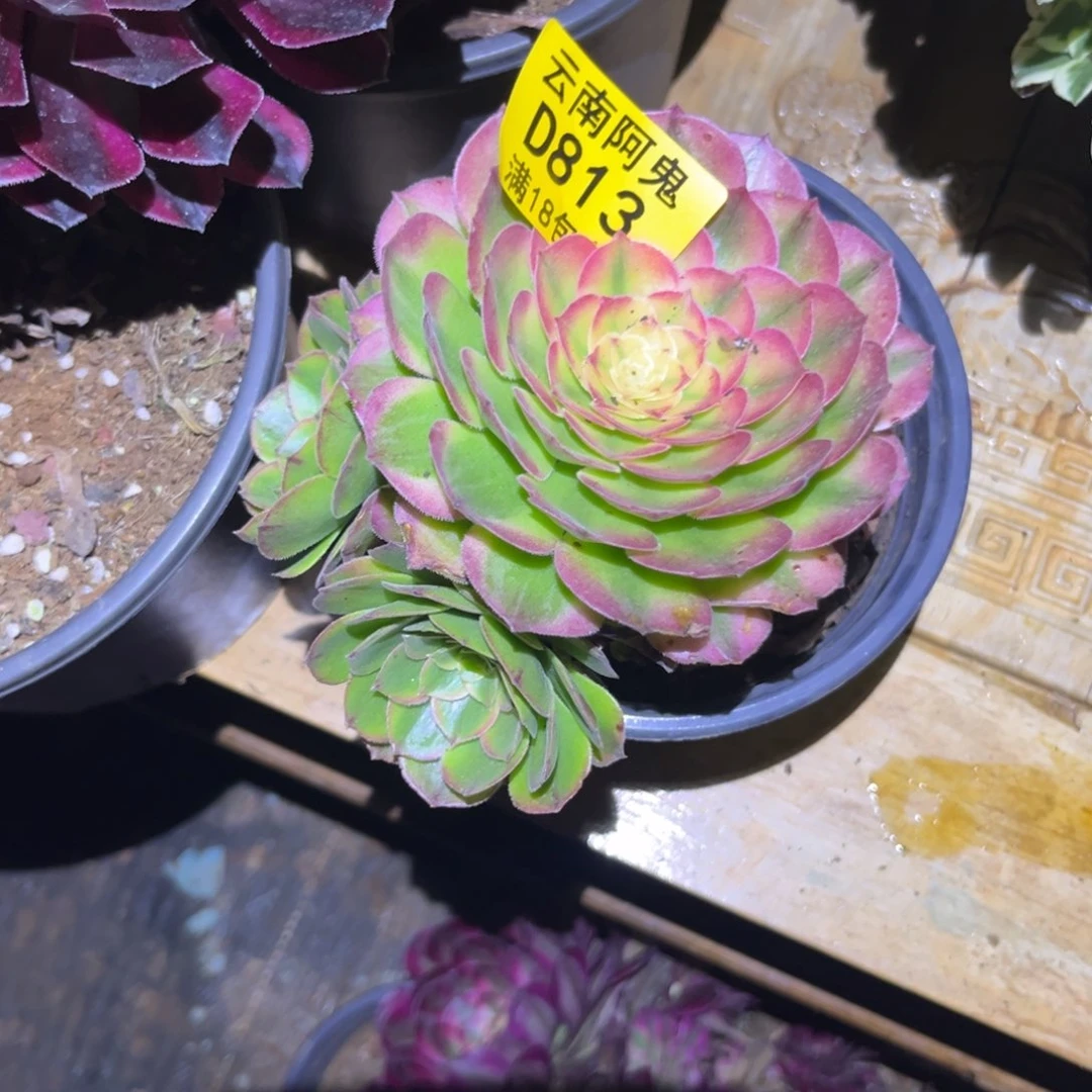 海王813多肉植物
