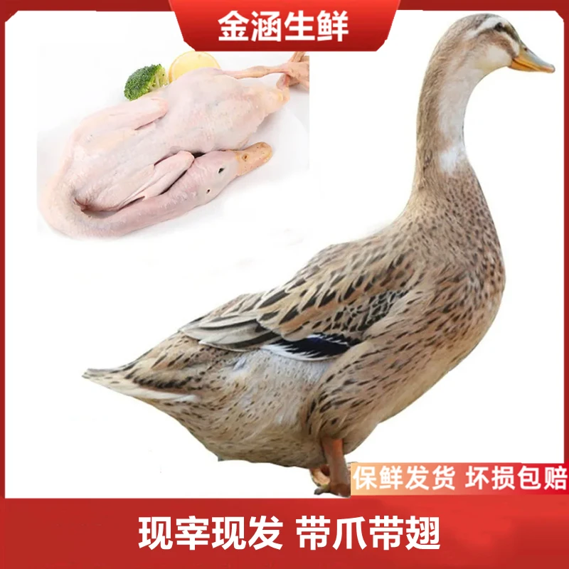 新鲜农家散养半年土鸭整鸭三年老鸭冷冻草鸭笨鸭煲汤红烧肉质鲜美