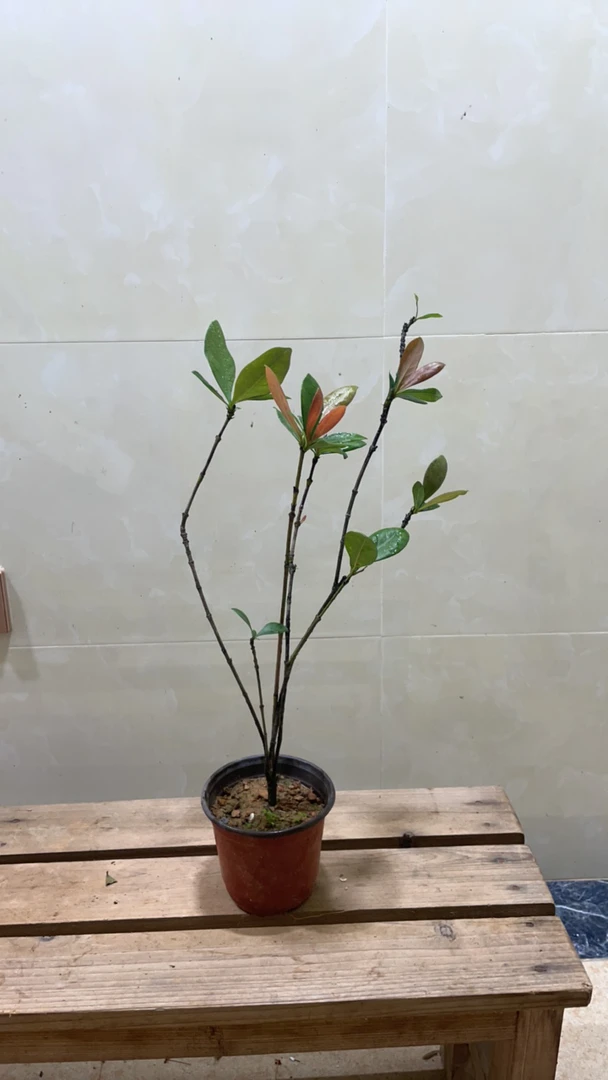 湛江精品海岛龙船花