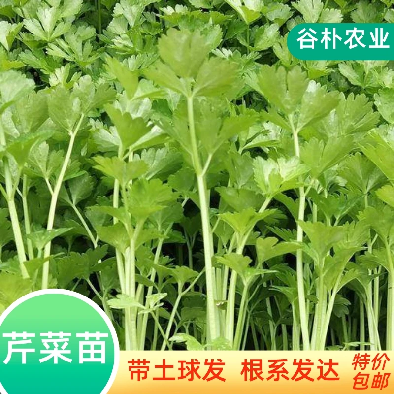 高产皇后西芹秧苗带土球四季芹菜苗秧苗秋冬种植盆栽地栽蔬菜苗孑