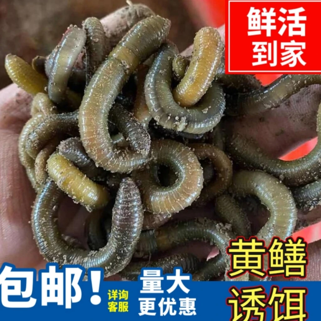 户外青蚯蚓黄鳝饵料