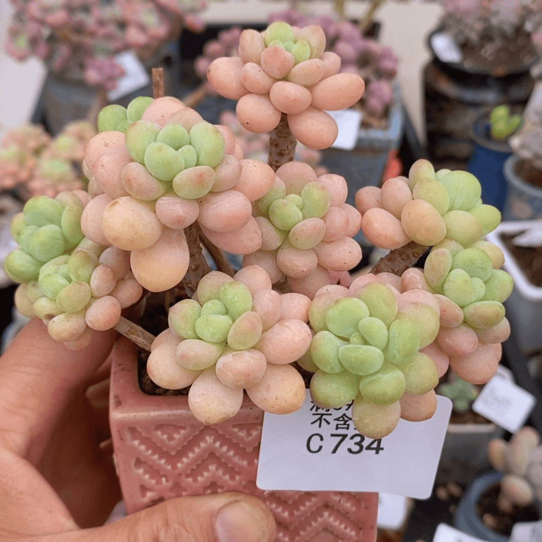 洛可可老桩有砍10cm734多肉植物