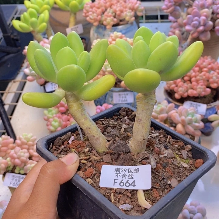 664金蟾多肉整9cm