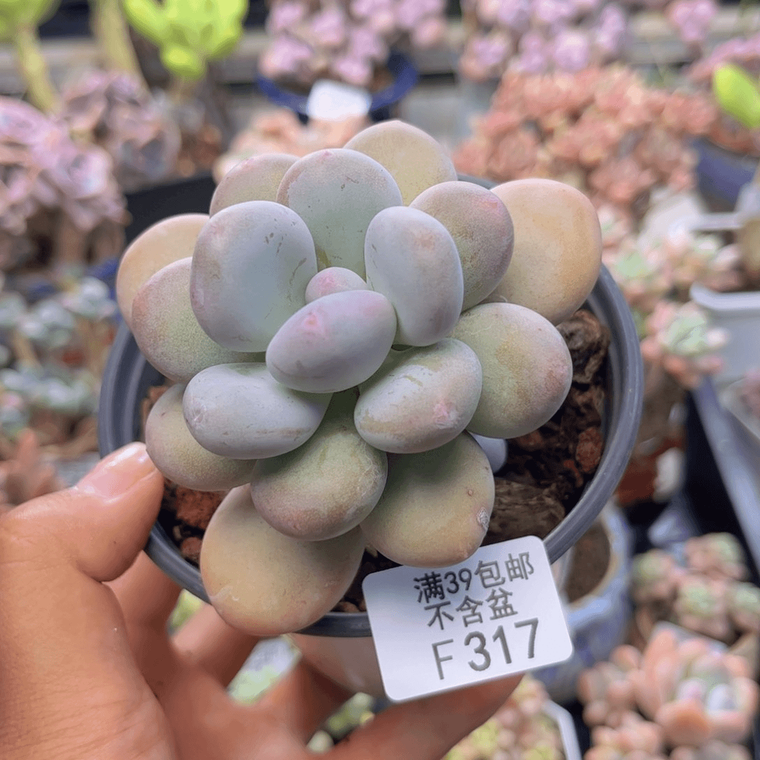 317彩虹奶多肉7cm