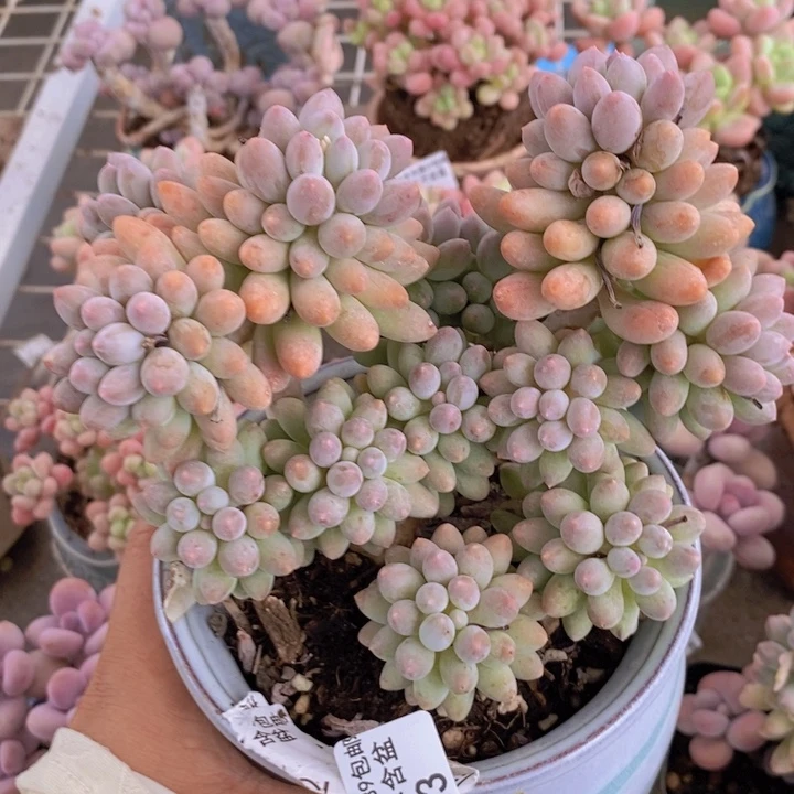 婴儿手指813/10c m