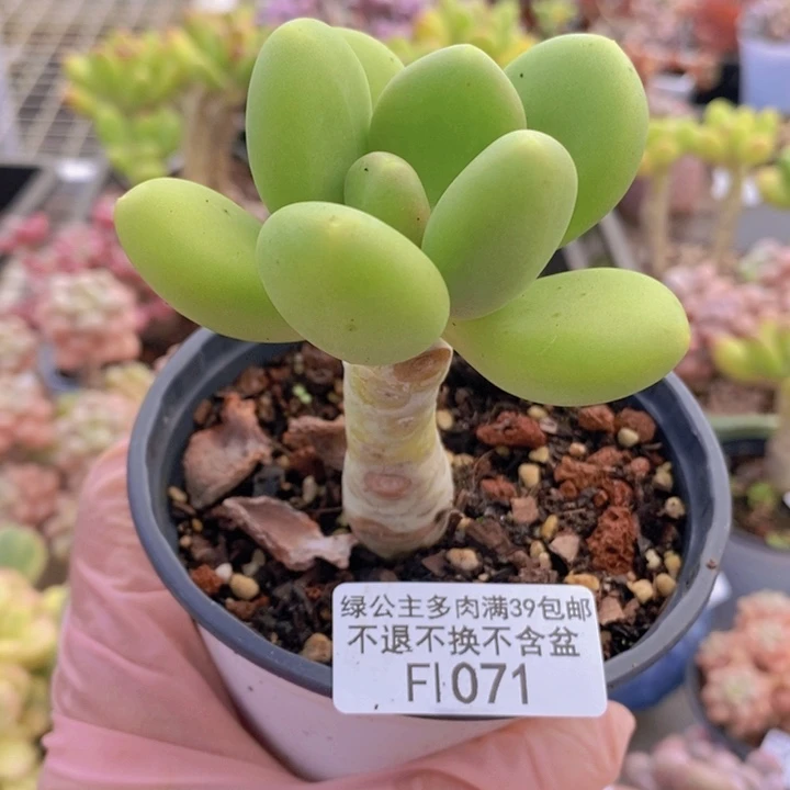 金蟾单头1071多肉植物