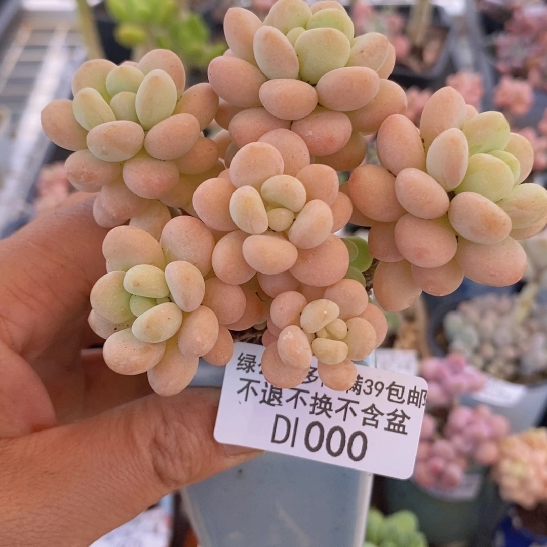 大花球洛可可6cm1000多肉植物