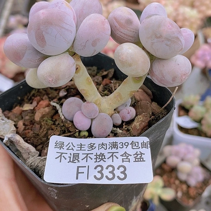 彩虹奶333多肉植物