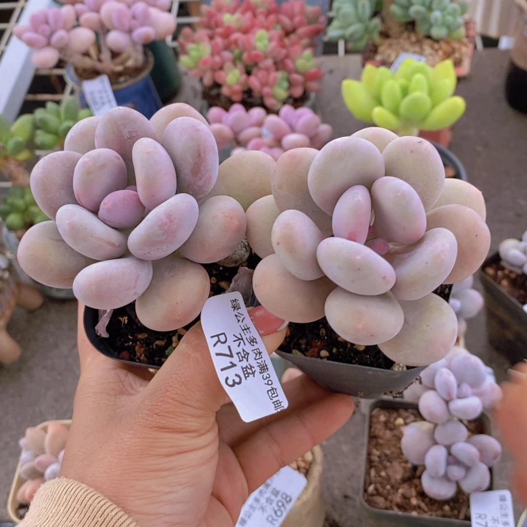 蛋黄奶酪713/6c m