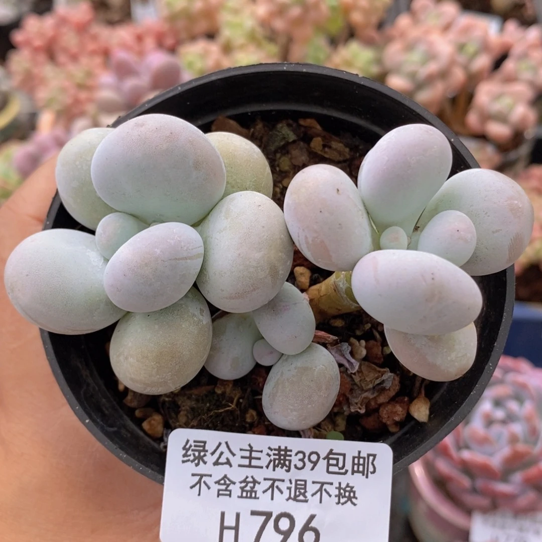 芭比奶洛8cm796多肉植物