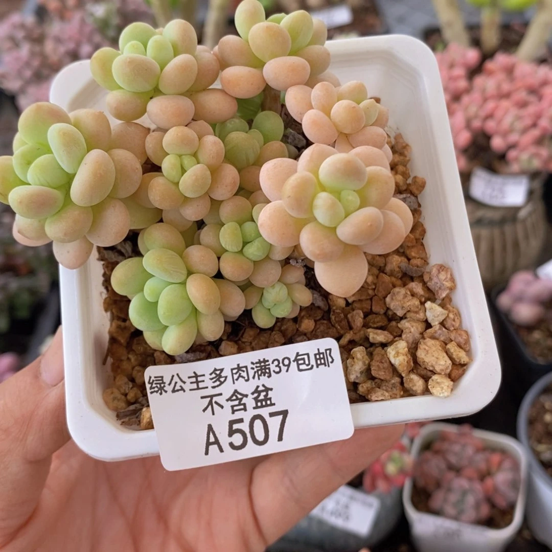 洛可可7cm507多肉植物