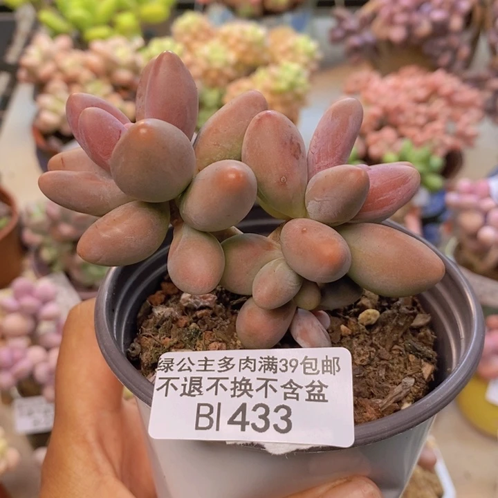 433糖果美人多肉7cm