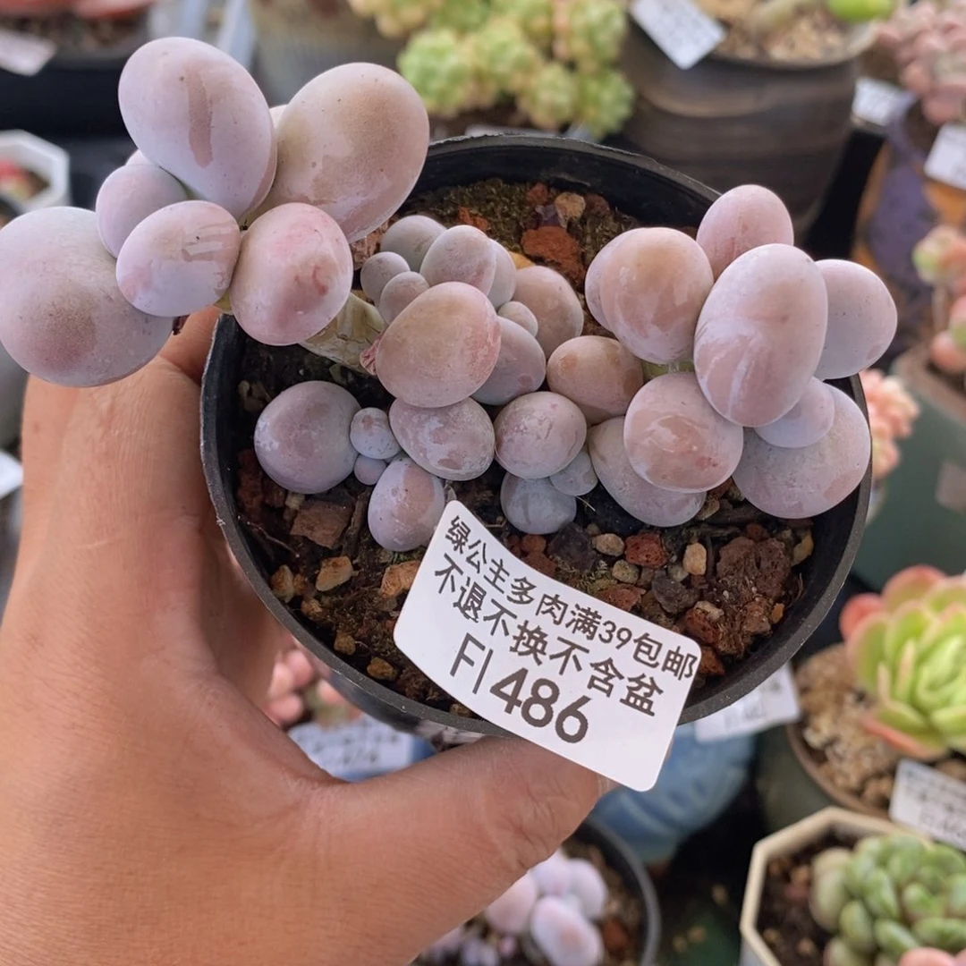 芭比奶洛8cm486多肉植物