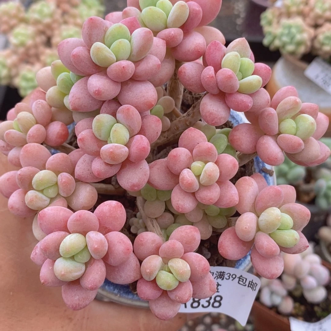 鱼子酱老桩11cm838多肉植物