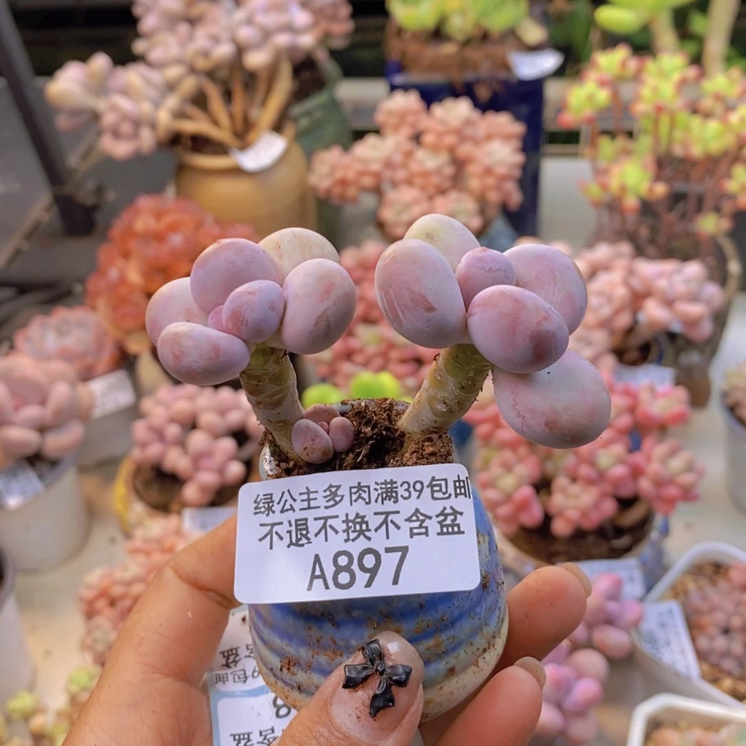 897蛋黄奶多肉6c m