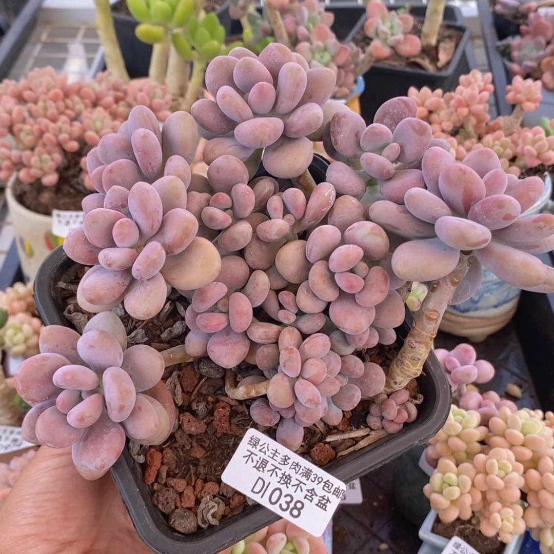 大桃蛋13cm038多肉植物